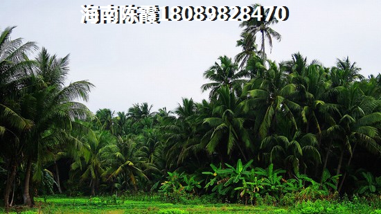 临高买房理由 临高买房理由